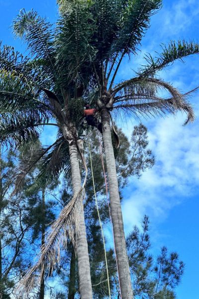 Tree Services Sutherland Shire