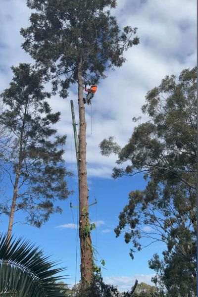 Tree Services Sutherland Shire