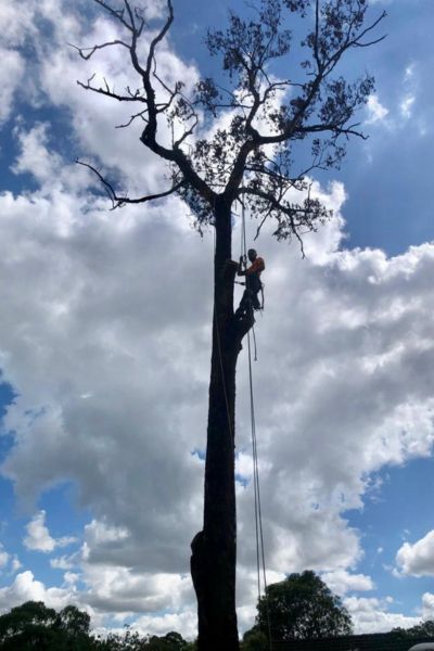 Tree Services Sutherland Shire