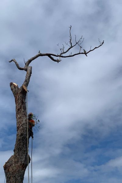 Tree Services Sutherland Shire