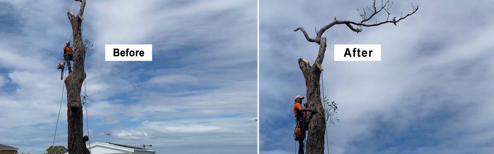 Tree Removal Sutherland Shire